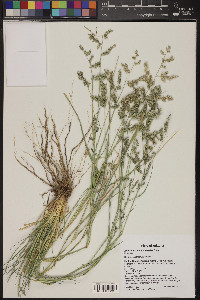 Eragrostis echinochloidea image