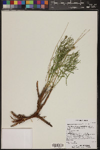 Ladeania lanceolata image