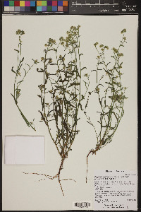 Cryptantha pterocarya image