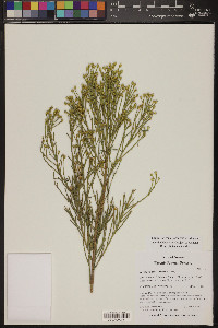 Baccharis sarothroides image