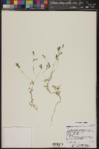 Mentzelia albicaulis image