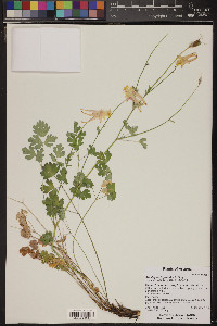 Aquilegia chrysantha image