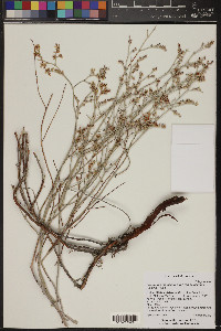 Eriogonum leptocladon image