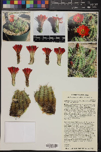 Echinocereus coccineus subsp. coccineus image