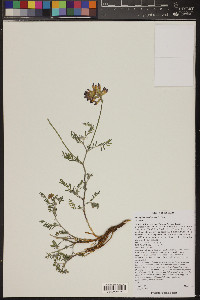 Astragalus humistratus image