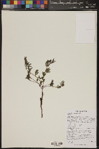 Desmanthus cooleyi image