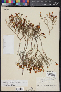 Eriogonum heermannii var. apachense image