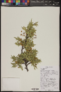 Mahonia fremontii image