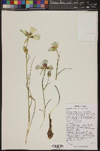 Calochortus ambiguus image