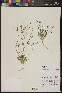 Gilia ophthalmoides image