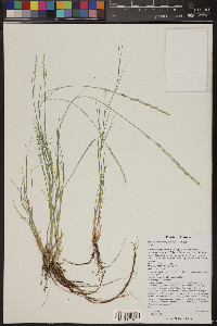 Muhlenbergia wrightii image