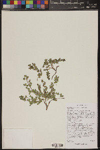 Euphorbia albomarginata image