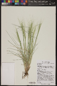 Elymus elymoides subsp. elymoides image