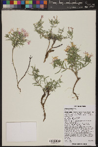 Phlox longifolia image