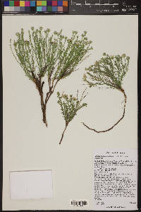 Chaetopappa ericoides image