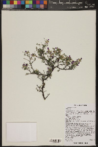 Dalea formosa image