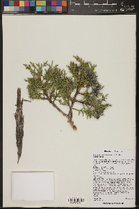 Juniperus osteosperma image