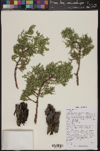 Juniperus deppeana image