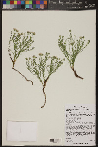 Chaetopappa ericoides image