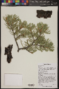 Pinus edulis image