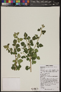 Rhus trilobata image