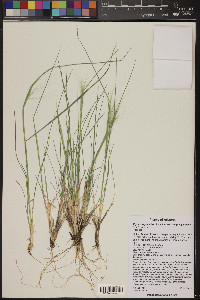 Elymus elymoides subsp. elymoides image