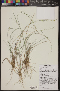 Bouteloua curtipendula var. caespitosa image