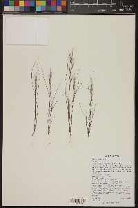 Aristida adscensionis image