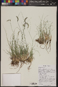 Bouteloua hirsuta image