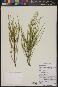 Ephedra viridis image