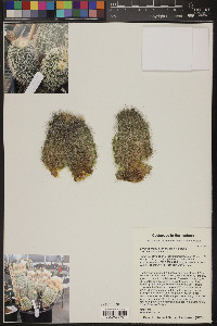 Echinocereus grandis image