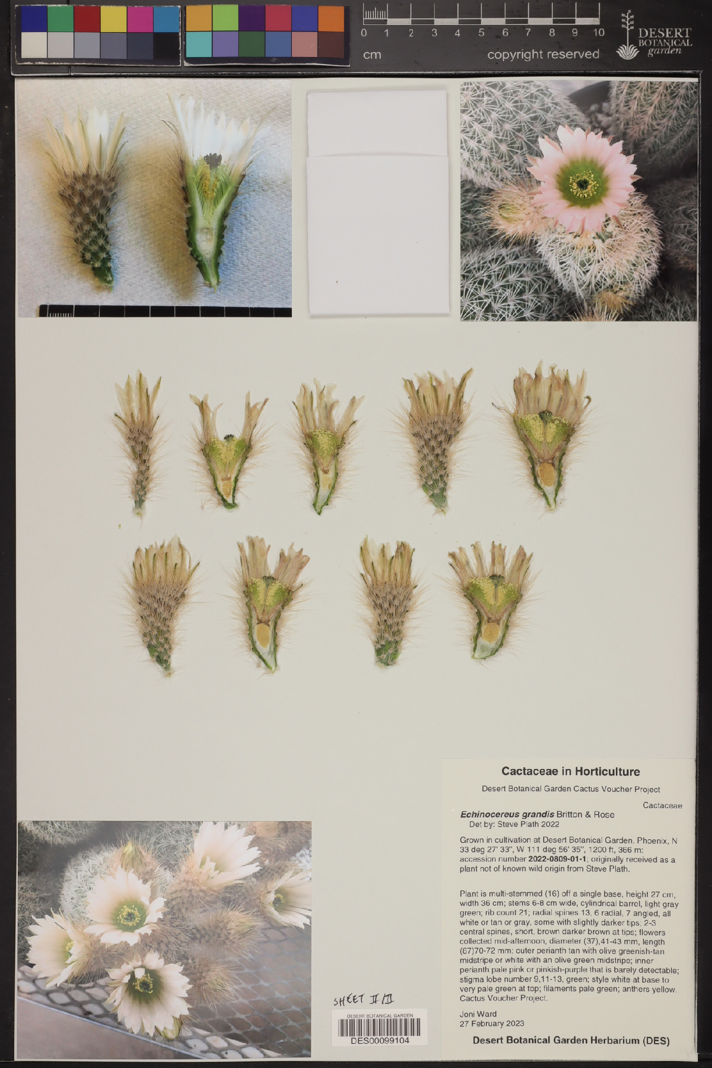 Echinocereus grandis image