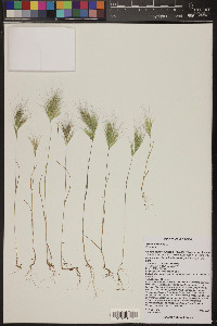 Bromus rubens image