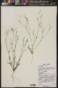 Gilia ophthalmoides image