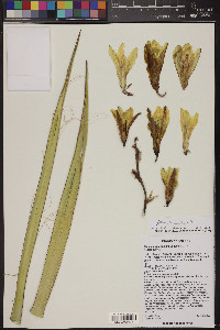 Yucca baccata image