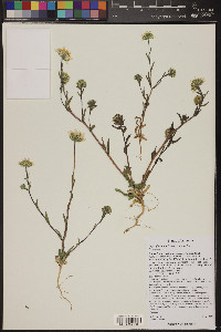 Layia glandulosa image