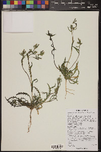 Mentzelia albicaulis image