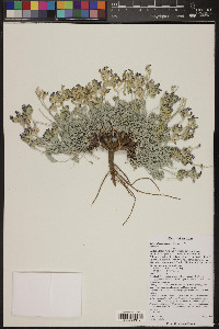 Astragalus calycosus image