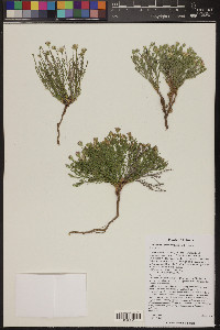 Chaetopappa ericoides image