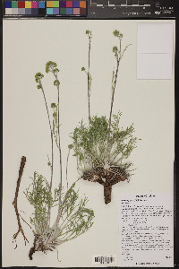 Hymenopappus filifolius image