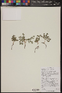 Euphorbia albomarginata image