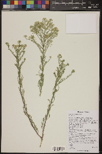 Lepidium thurberi image