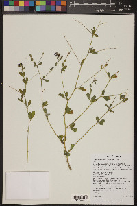 Pediomelum tenuiflorum image