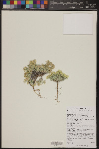 Physaria arizonica image