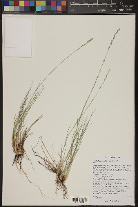 Muhlenbergia wrightii image