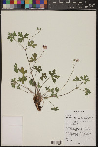 Geranium caespitosum image