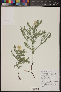 Sophora nuttalliana image