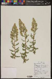 Chamaebatiaria millefolium image