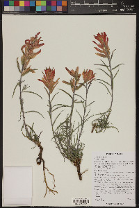 Castilleja integra image