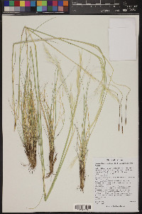 Hesperostipa neomexicana image